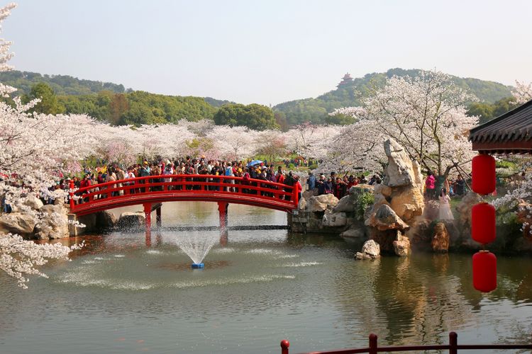 鑻遍泟褰掓潵妯辫姳鏈夌害,妯辫姳鐩涘紑鑻遍泟褰掓潵瀹屾暣瑙嗛