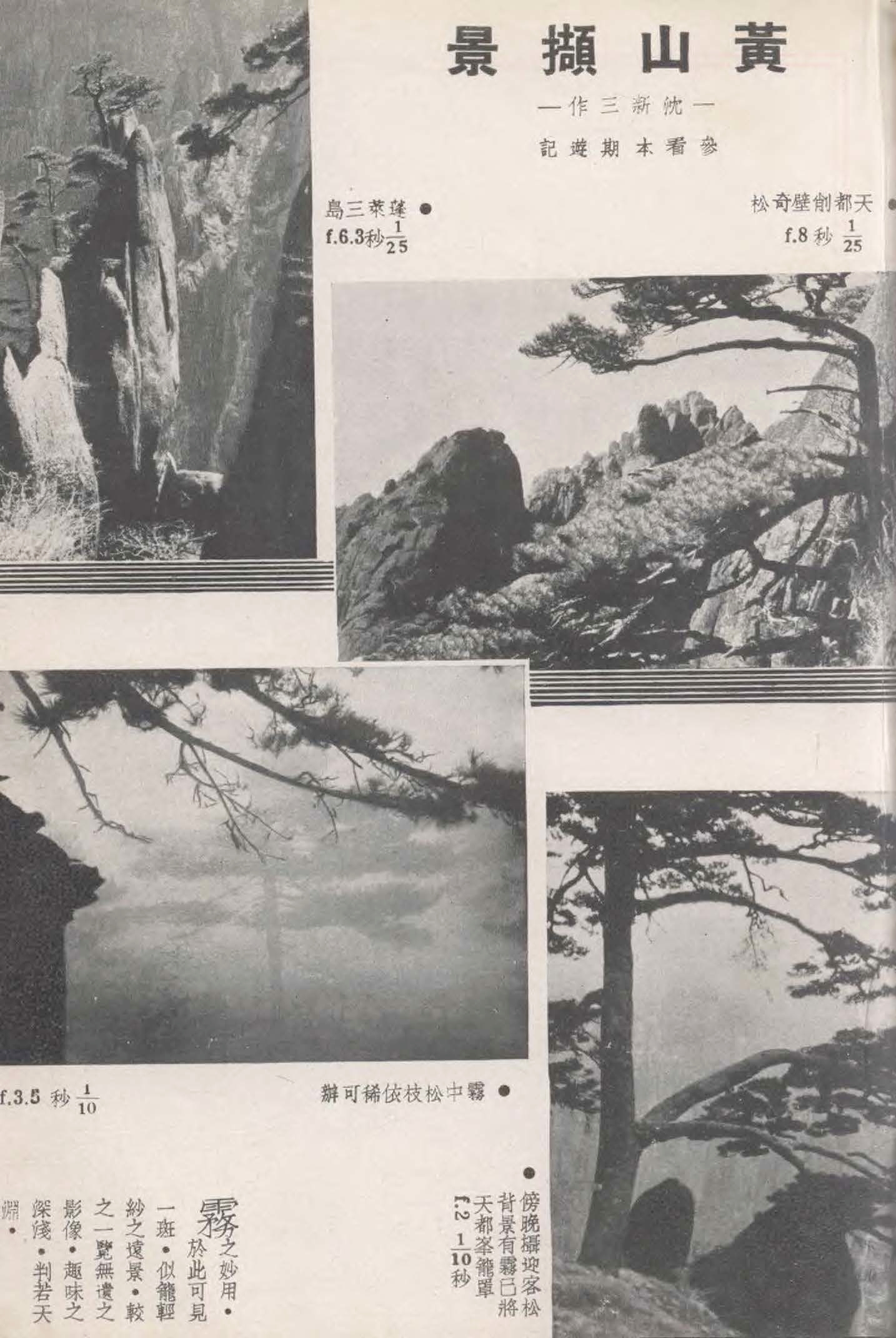 贵宾迎客松的真假辨别方法,黄山迎客松真假