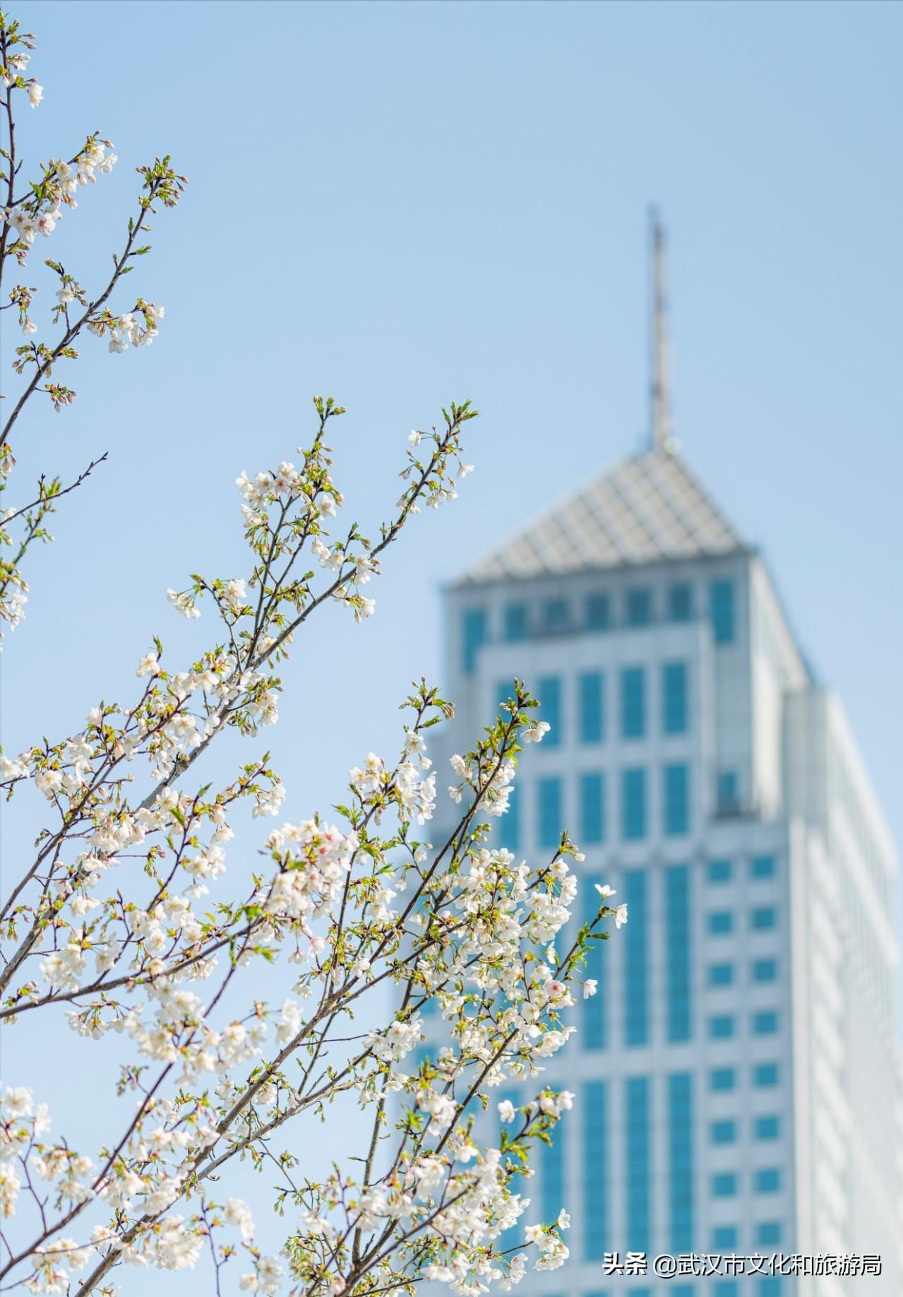 十大赏樱花胜地,武汉免费赏樱地推荐