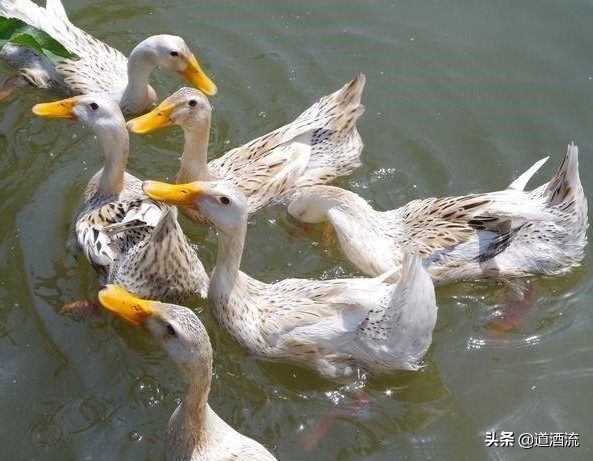 羊沙门氏菌感染什么症状,沙门氏菌症状如何预防