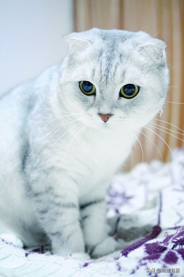 猫关节炎症状视频,猫得了关节炎怎么治