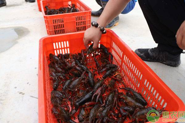 小龙虾喜欢吃啥蔬菜,小龙虾喜欢吃啥水草