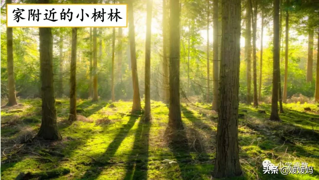 四年级下册第五单元作文500字游山,四年级第五单元初试身手作文400字