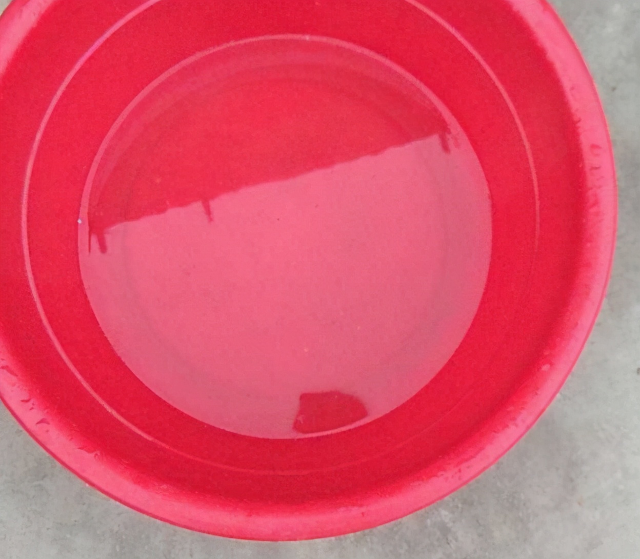 如何喂博美,博美犬正确喂食方法