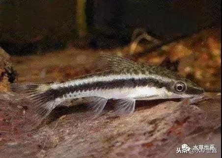 草缸常见10种藻类的解决方法,草缸藻类生物防治方法