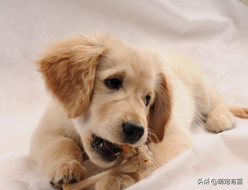 微量元素为什么能改善狗狗异食癖,异食癖宠物