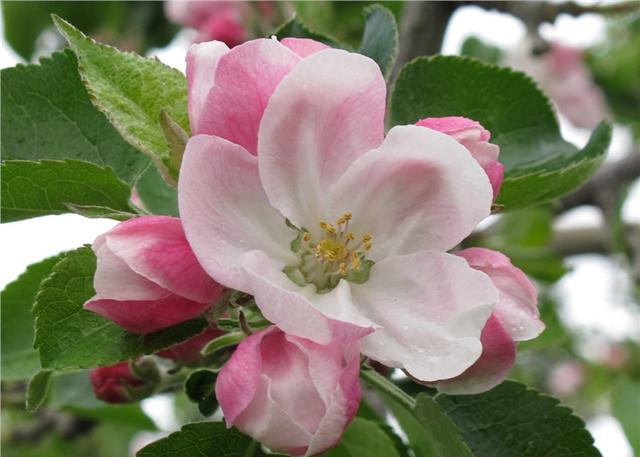 苹果缩果的危害,苹果缩叶病原因和治疗方法