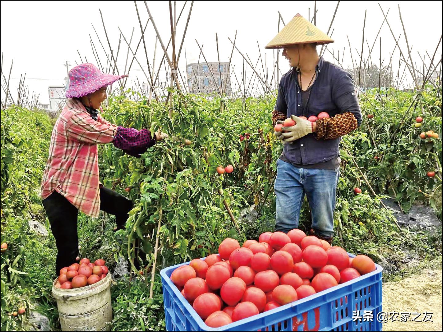中国番茄第一村,番茄第一村