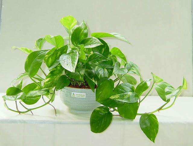 刚装修好的新房种什么植物去甲醛,哪种绿色植物是最有效吸甲醛的