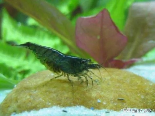 最高效的除藻工具虾,去除绿藻用什么虾