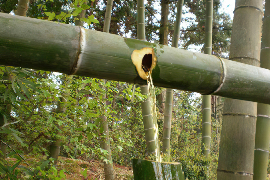 竹子里的酒是不是骗人的,竹子酒骗局揭秘视频