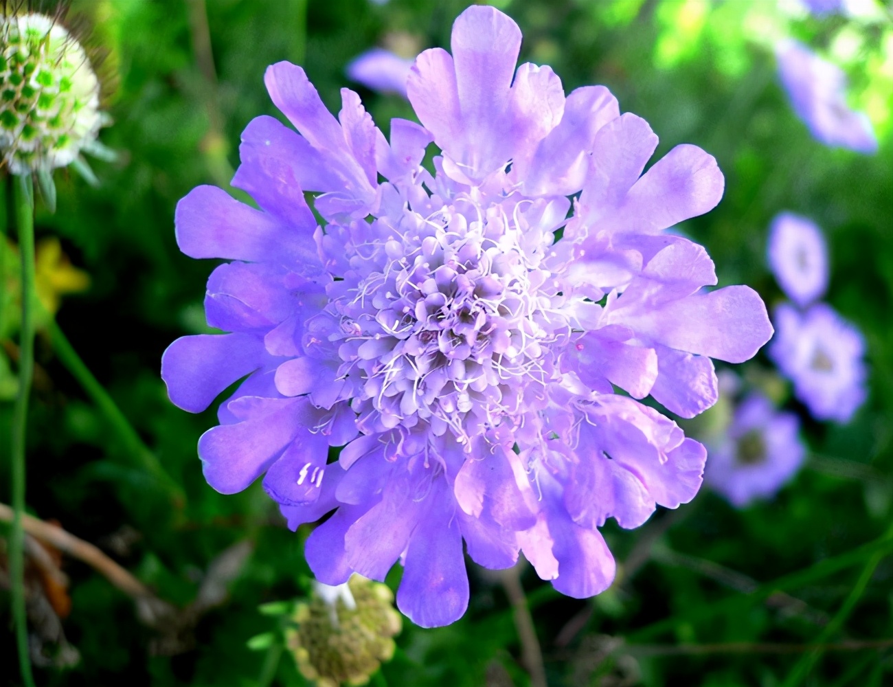 铁线莲的秋季养护方法,铁线莲过夏怎么养