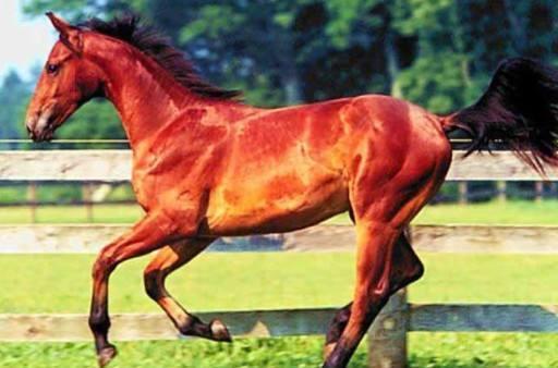 赵云三国名马排行,三国十大名马马超的马