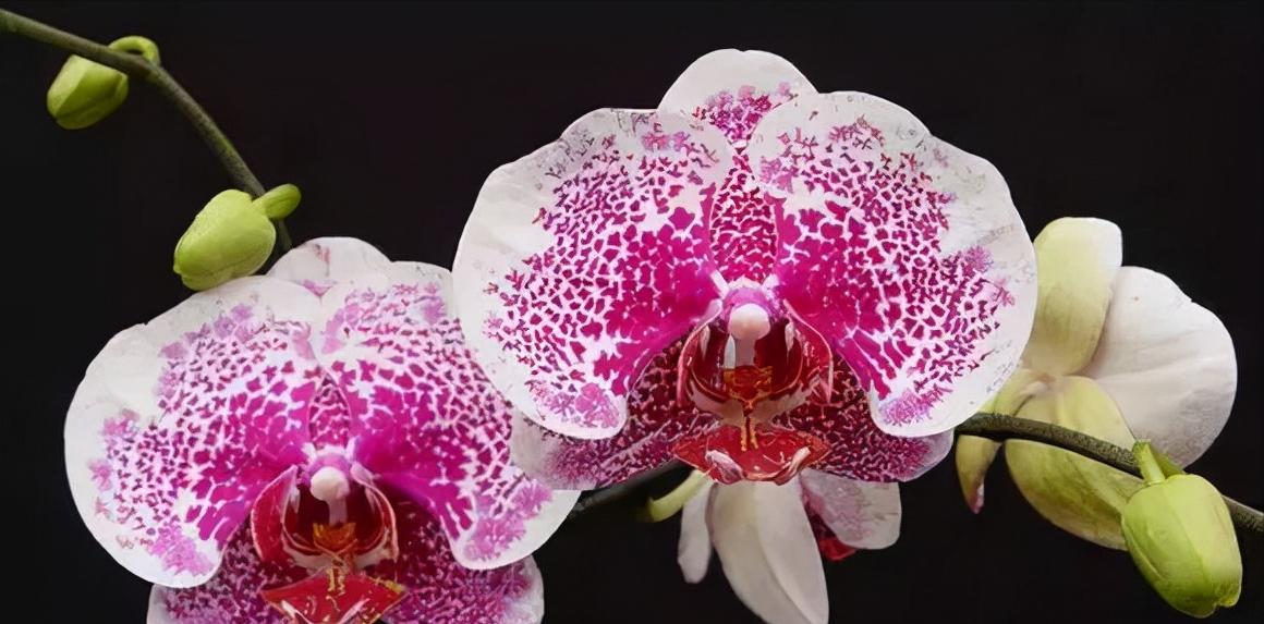 看芦头辨兰花种类,野生兰花种类图片