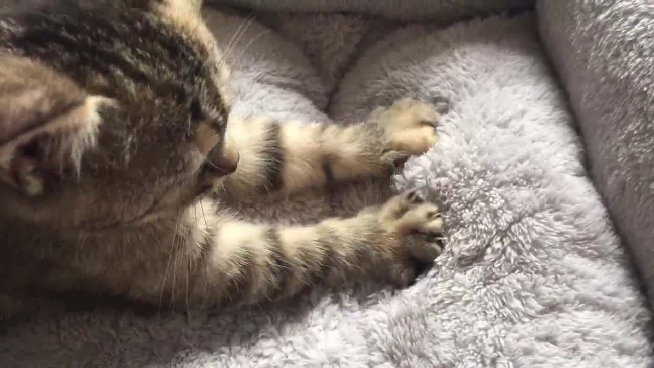 为什么猫咪会踩脚印呢,为什么猫咪会踩来踩去的