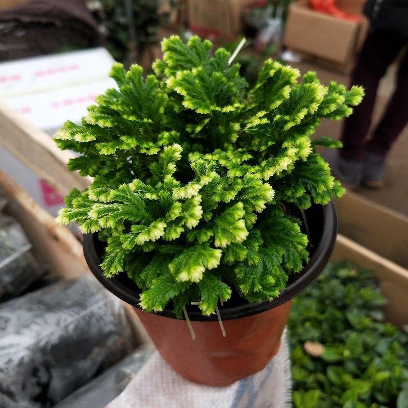 卷柏能养成盆景，叶子却总爱“打卷”，这几点养护技巧都做到了吗