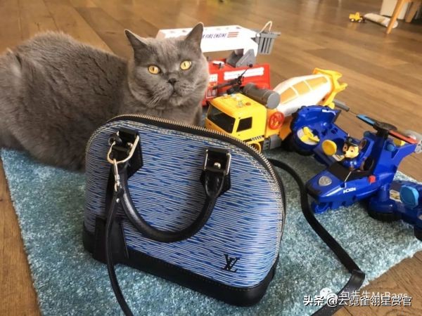 非常好看的宠物包,大家的包都带什么玩偶