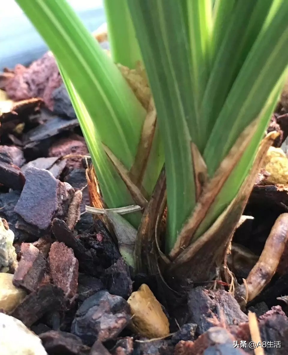 2019蕙兰端梅价格,每日一品花卉