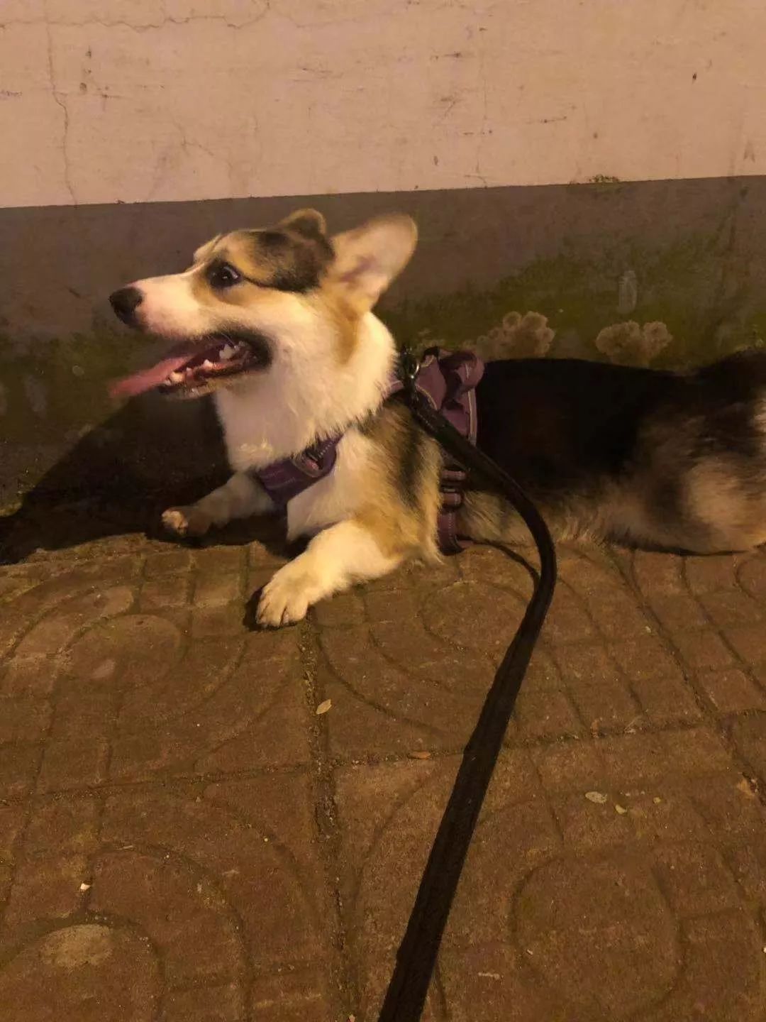 猫狗夏天会热中暑吗,中暑怎么刮痧中暑的急救小妙招