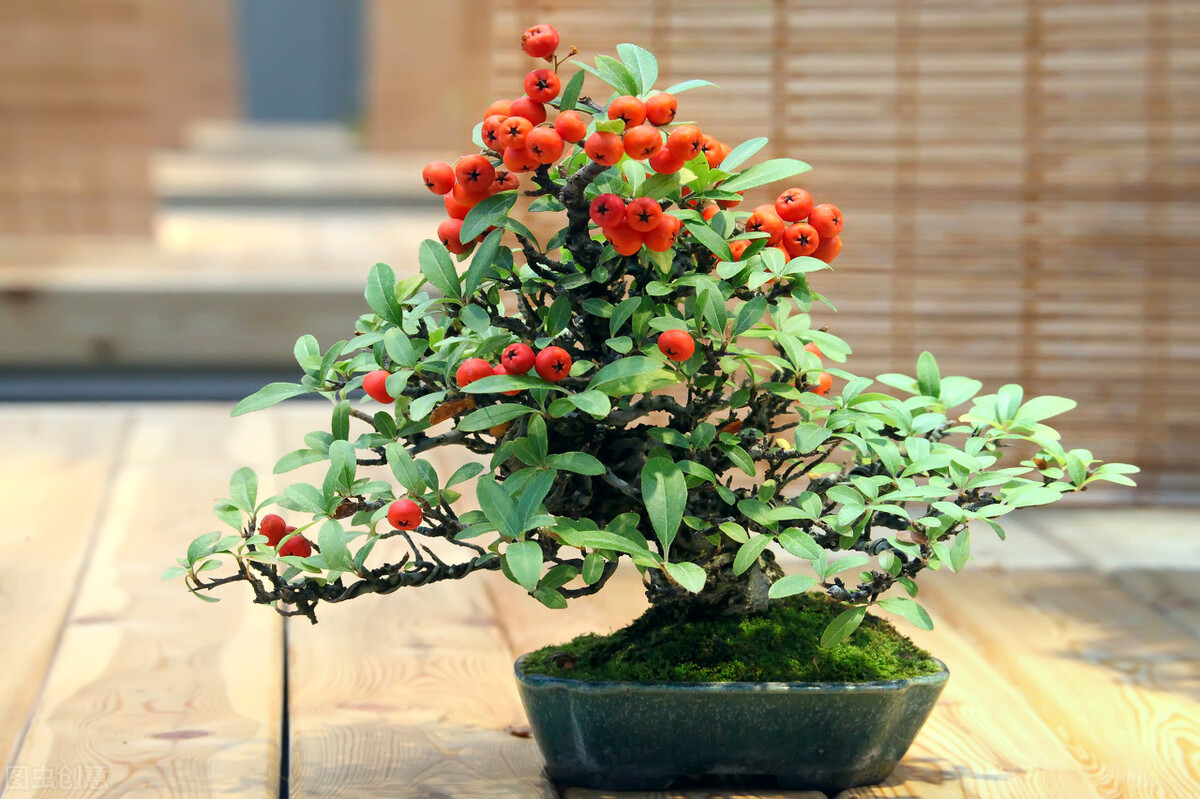 网上买的果树苗为啥栽不活,网上买的果树苗怎么存活率高