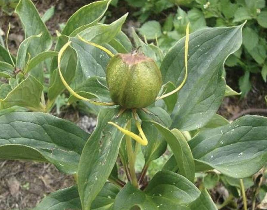 不起眼的1种野草,野草七叶一枝花图片