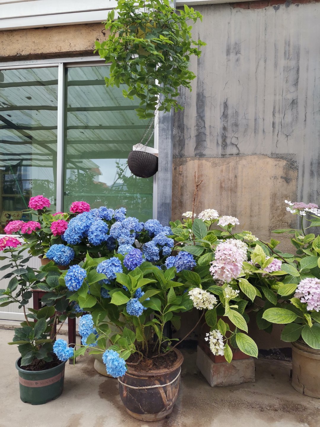 绣球爱闷根是什么原因,绣球花喜欢水