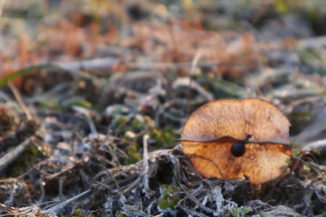 草木人间和燃冬,草木和人间