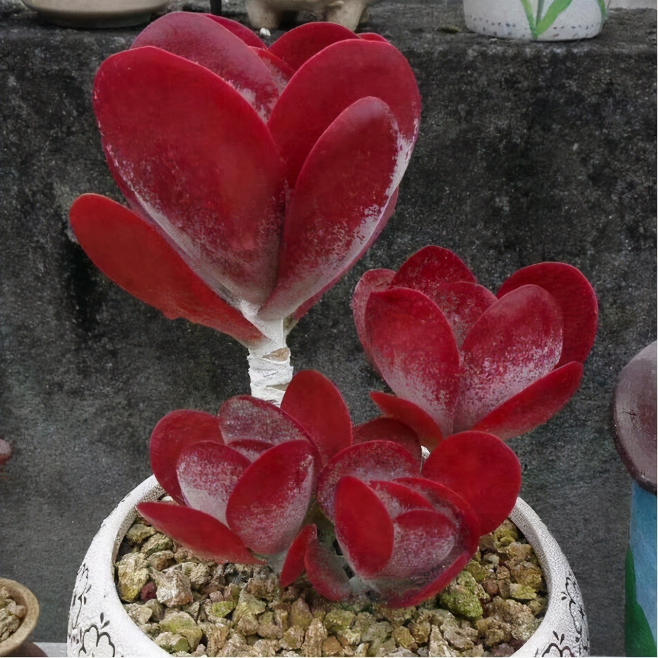 多肉怎么让它只长大不长高,多肉一直长不大怎么办