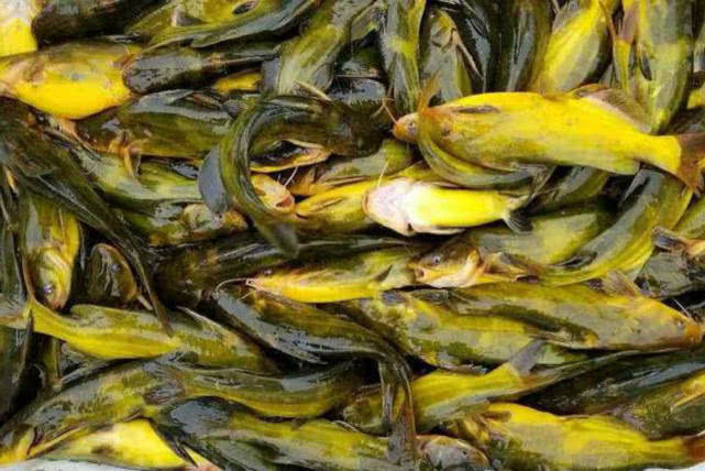 黄颡鱼叫什么名字,黄颡鱼湖南这边叫什么