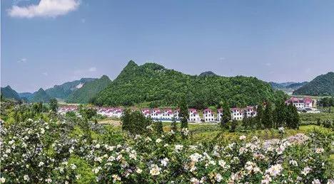 贵州绿色农产品何以风行天下?从毕节一颗萝卜出口迪拜的跨国之旅说起~