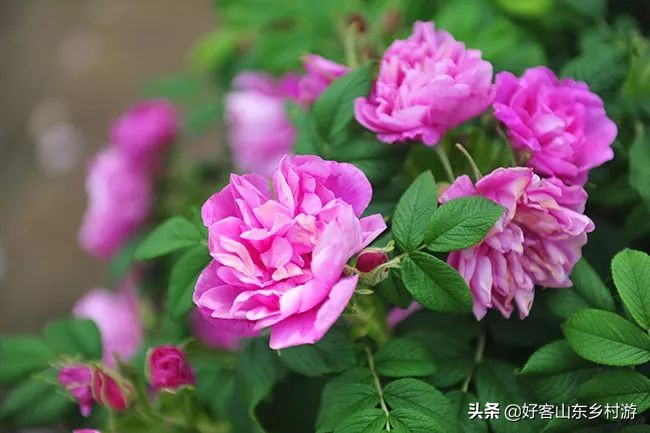 济南春季赏花自驾,济南踏青赏花新模式