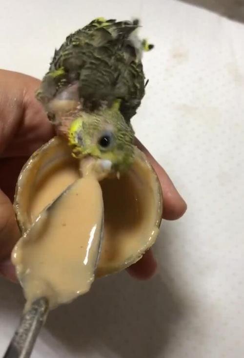 手养鸟和笼养鸟繁殖,手养鹦鹉跟笼养的区别