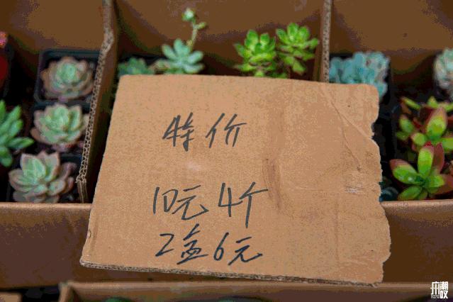 深夜去广州的花卉市场买花,如何逛斗南花卉市场买花便宜