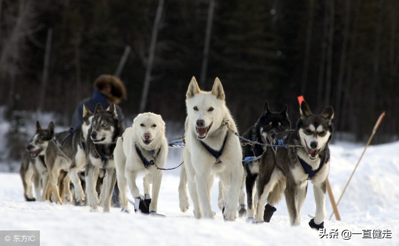 菜根谭作者洪应明简介,洪应明菜根谭全文及译文