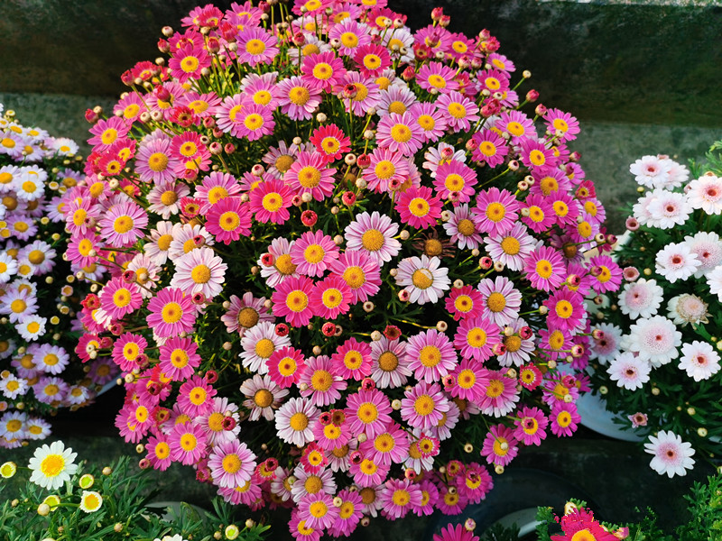 玛格丽特花到了夏季应该怎么养护,适合家养的花卉盆栽玛格丽特