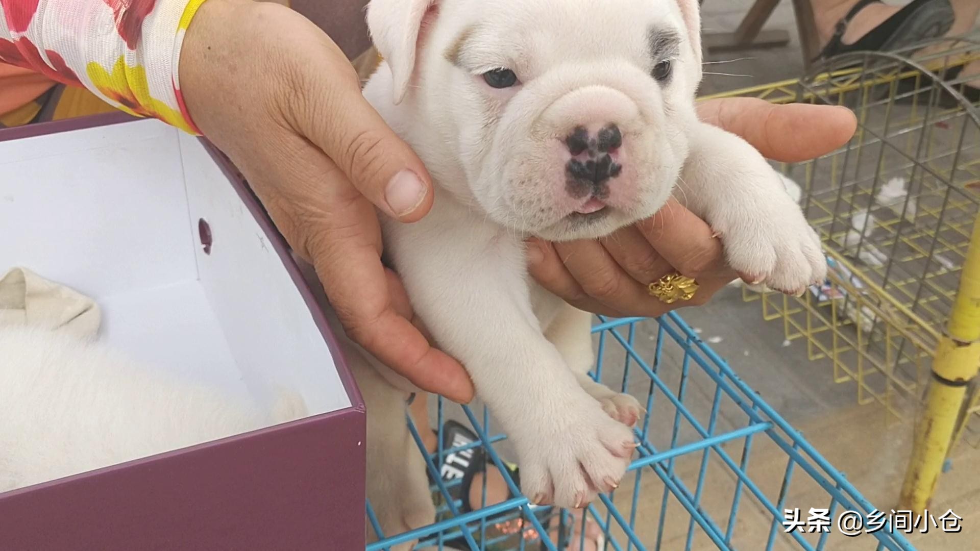 豫东第一大狗市,带你看看周口最大的狗市