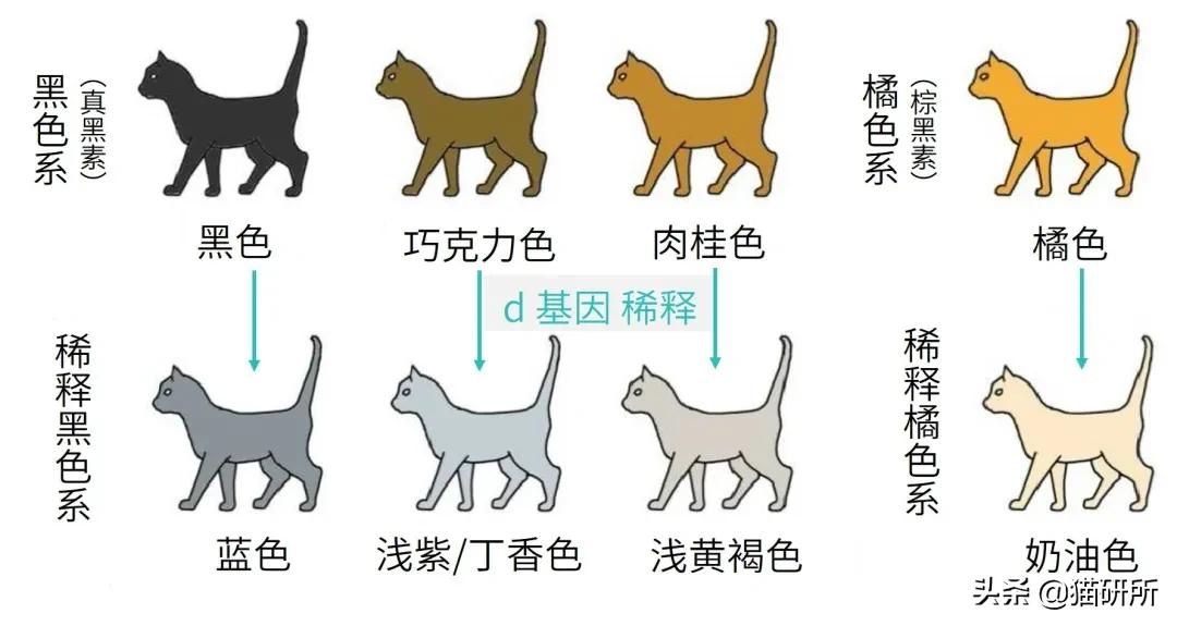 猫咪身上不同的味道代表什么,为什么猫咪的眼睛有不同颜色