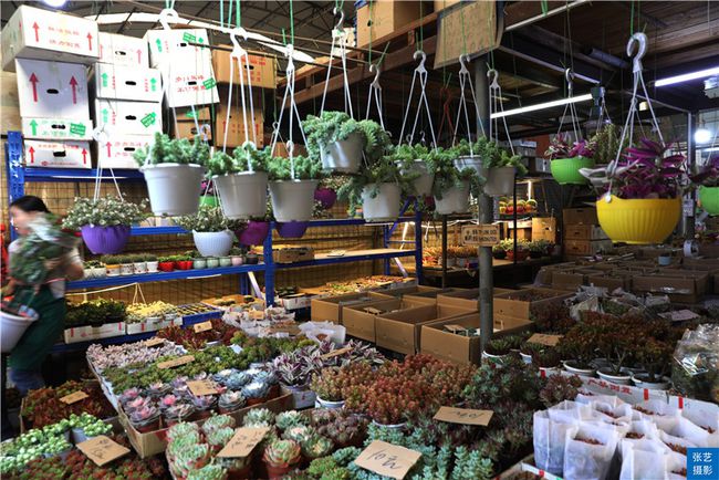 广州逛花市去哪里最好,广州岭南花卉市场人气旺似行花街