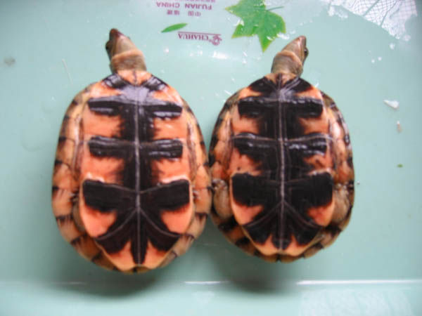 两栖龟陆龟海龟区别,陆地龟和陆龟是一个品种吗