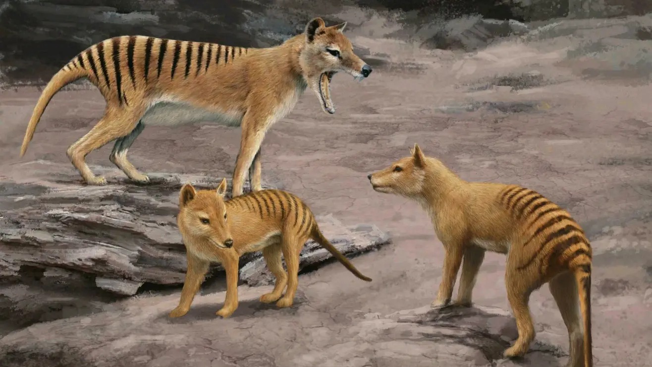 放生企鹅被海豹吃了,企鹅濒临灭绝