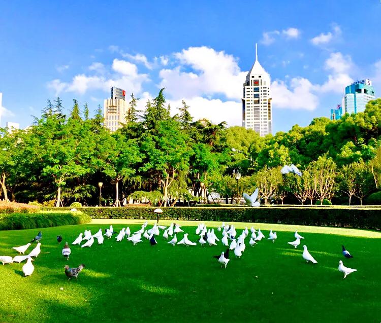 和平鸽～和平、友谊、团结、圣洁的象征