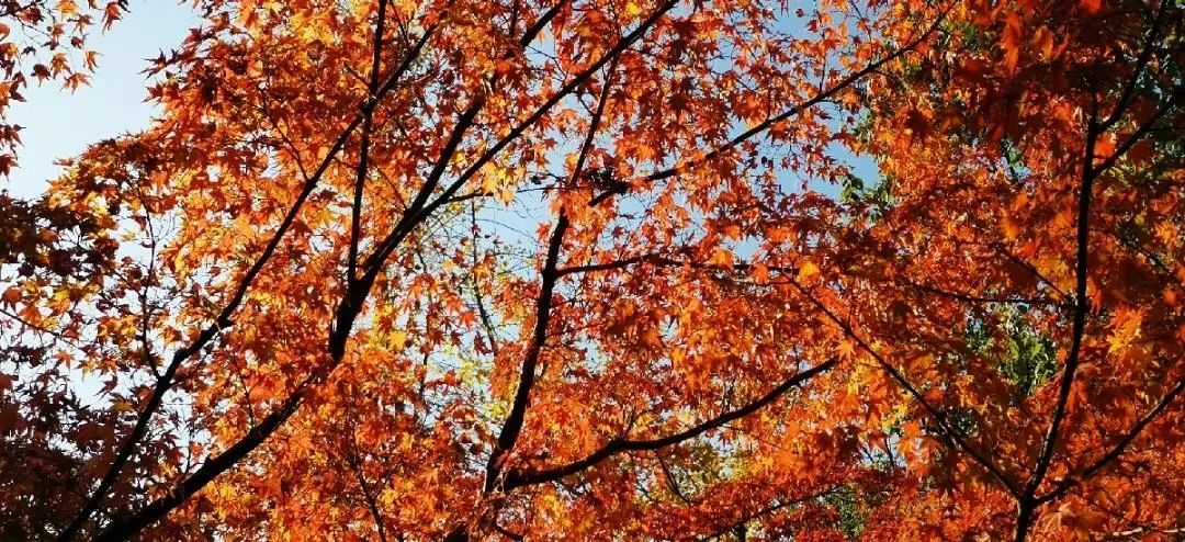 上海最美秋景,上海哪些公园可以拍秋景