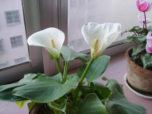 马蹄莲、茶花秋海棠、非洲紫罗兰、红星凤梨的养护方法