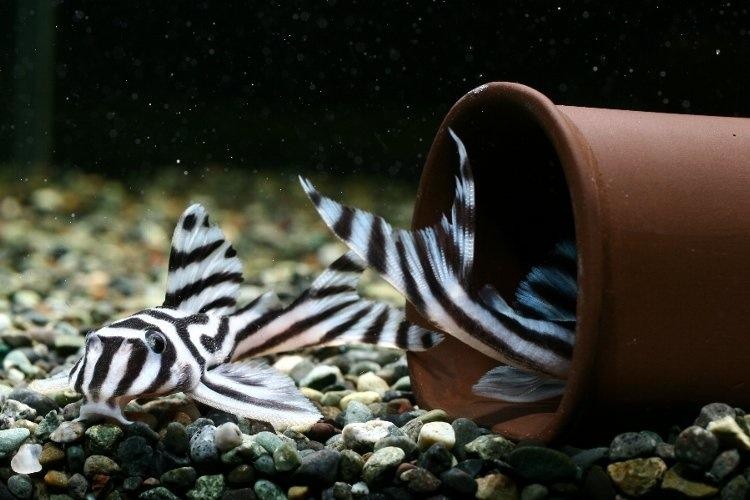 老鼠斑异型鱼饲养,异型鱼正确的饲养方法