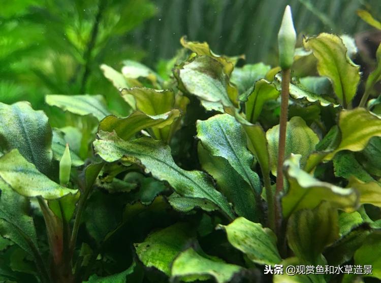 新手入坑草缸要小心，水草种子千万不要买