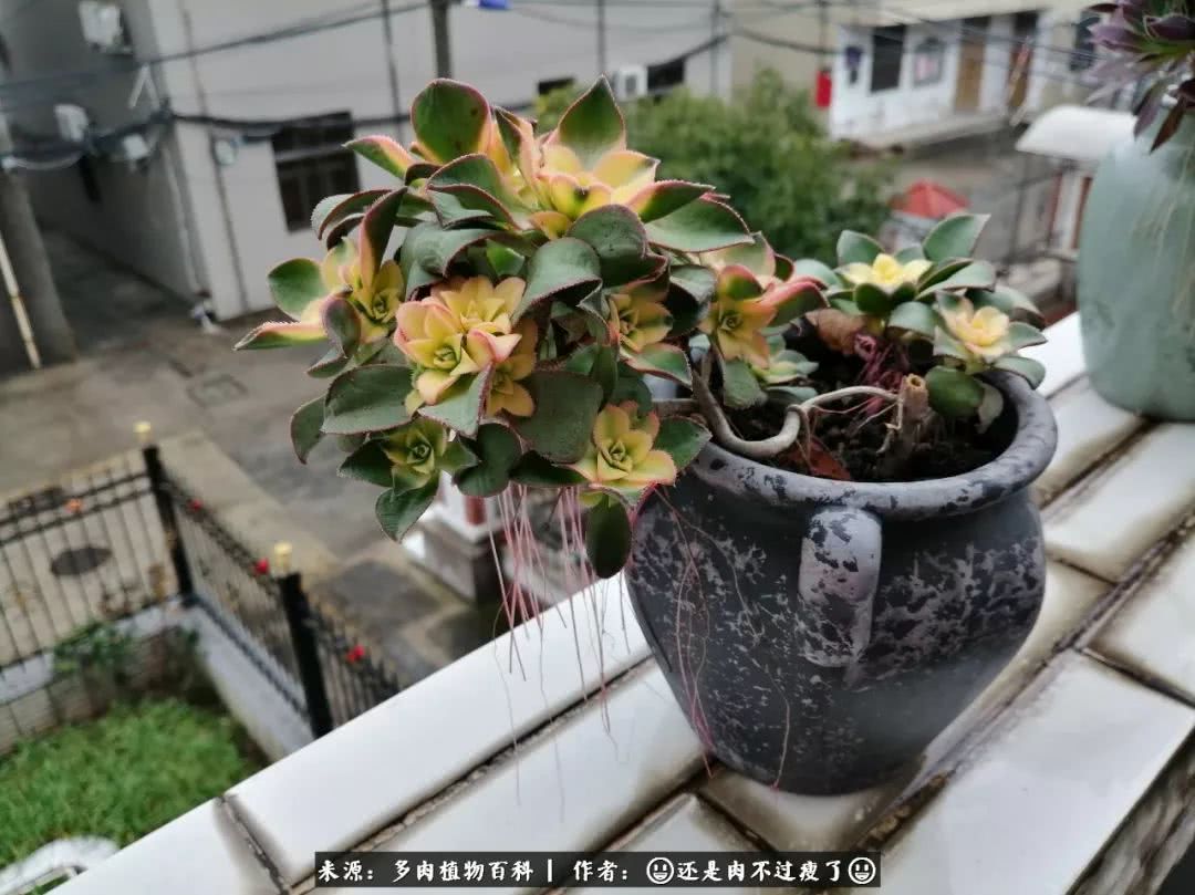 日照弘一法师,日照法师请师父