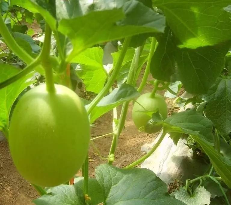 反季节香瓜种植,今年的香瓜种植方法