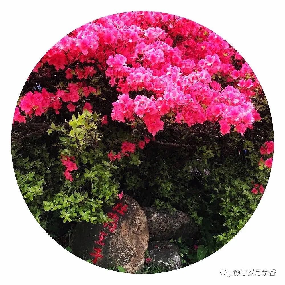 情满龟峰·诗涌花海