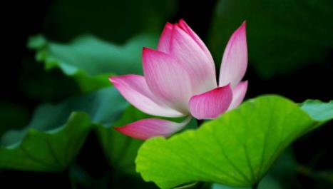 一个人福气越来越多的征兆,每天坚持做好这3件事福气自然来