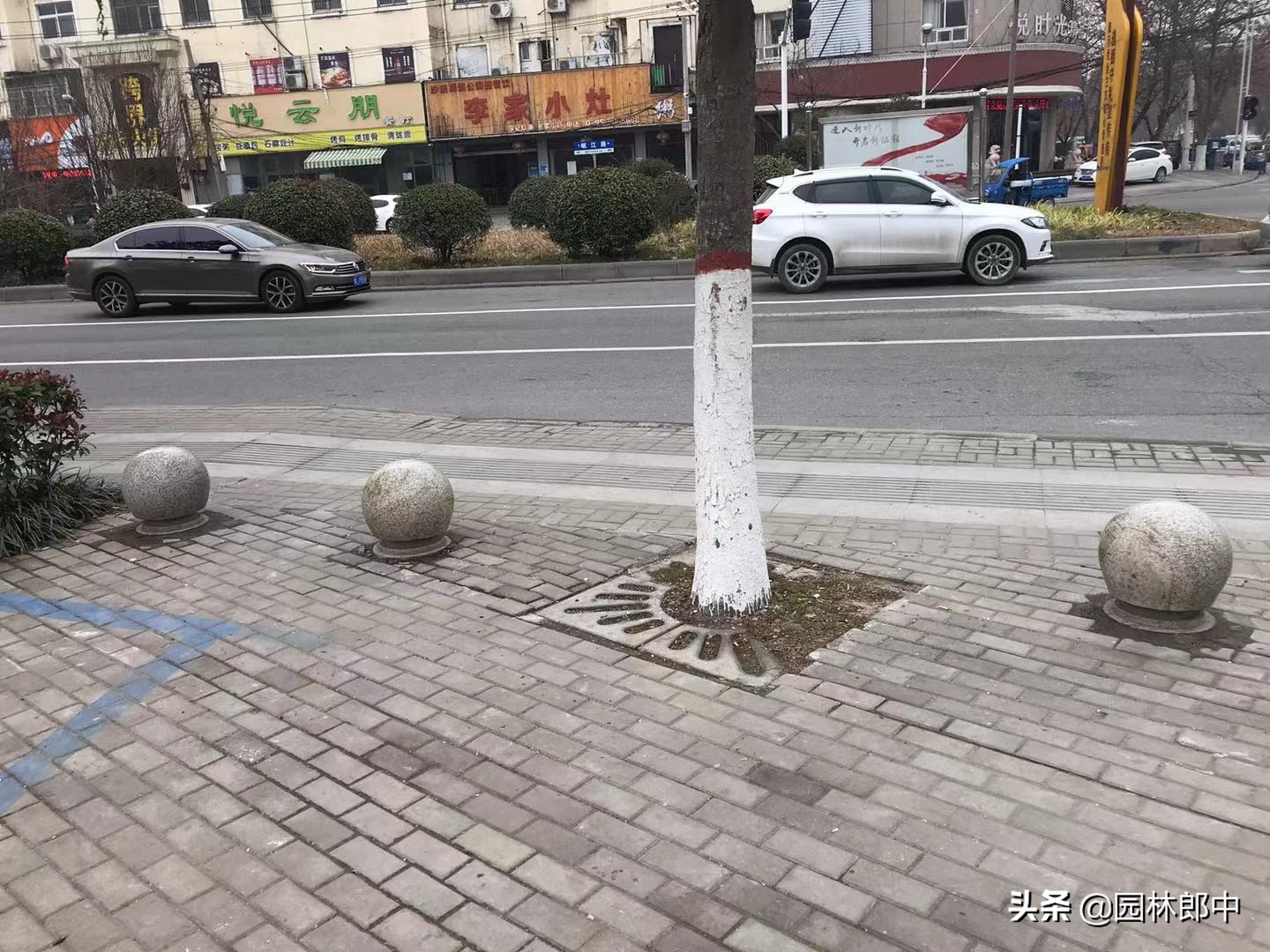 广玉兰树皮发黑怎么治疗,广玉兰树干黑斑点怎么治